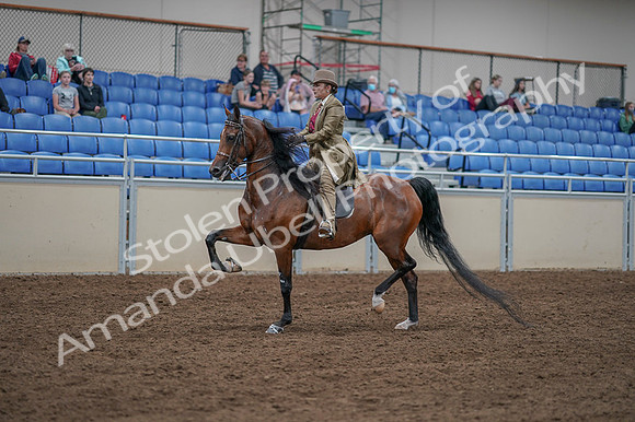 2020 - AB Morgan Horse - Fri, Sept 04 - 11166