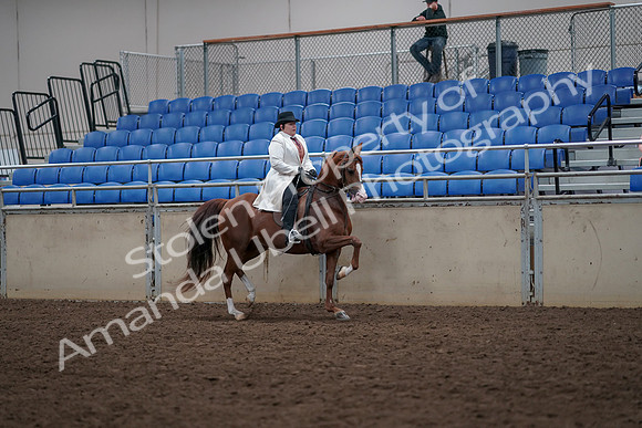 2019 Morgan Horse Show - Aug 31, 2019 - 17960