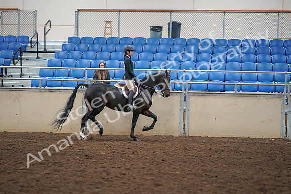 2019 Morgan Horse Show - Aug 30, 2019 - 12451