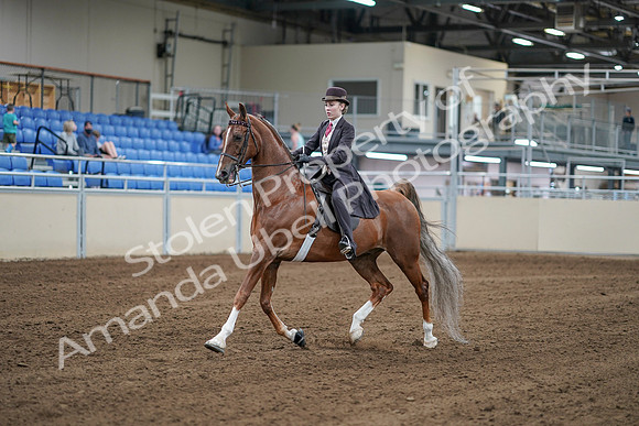 2020 - AB Morgan Horse - Sat, Sept 05 - 06156