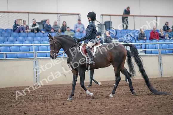 2019 Morgan Horse Show - Aug 31, 2019 - 19388