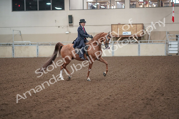 2019 Morgan Horse Show - Sept 01, 2019 - 12064