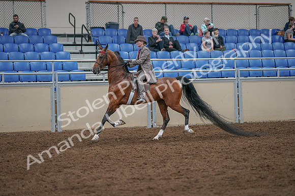 2020 - AB Morgan Horse - Fri, Sept 04 - 11381
