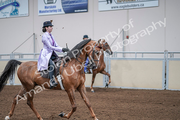 2020 - AB Morgan Horse - Fri, Sept 04 - 05134
