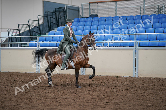 2020 - AB Morgan Horse - Fri, Sept 04 - 03424