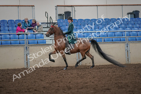 2019 Morgan Horse Show - Aug 30, 2019 - 27966