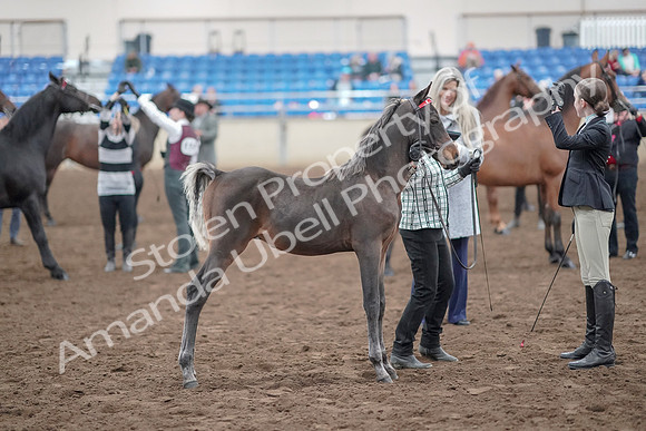 2019 Morgan Horse Show - Aug 31, 2019 - 03693