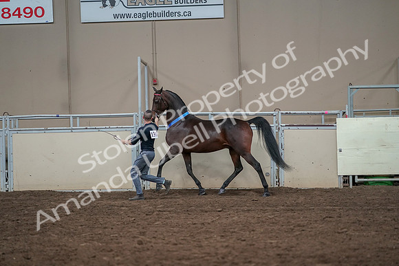 2019 Morgan Horse Show - Aug 31, 2019 - 01447