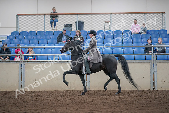 2019 Morgan Horse Show - Aug 31, 2019 - 09330