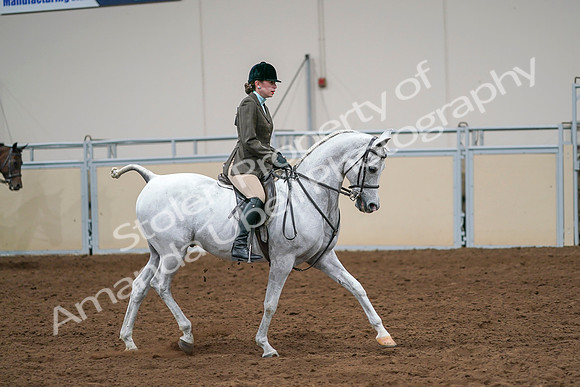 2020 - AB Morgan Horse - Sat, Sept 05 - 14534