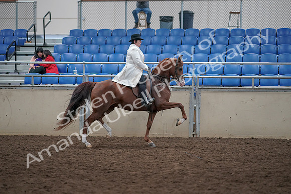 2019 Morgan Horse Show - Aug 31, 2019 - 17980