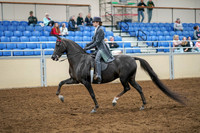 2020 - AB Morgan Horse - Sat, Sept 05 - 13575