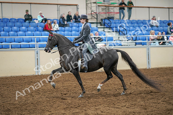 2020 - AB Morgan Horse - Sat, Sept 05 - 13575