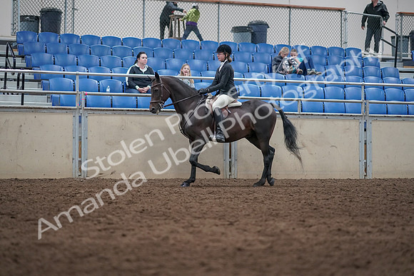 2019 Morgan Horse Show - Sept 01, 2019 - 09007