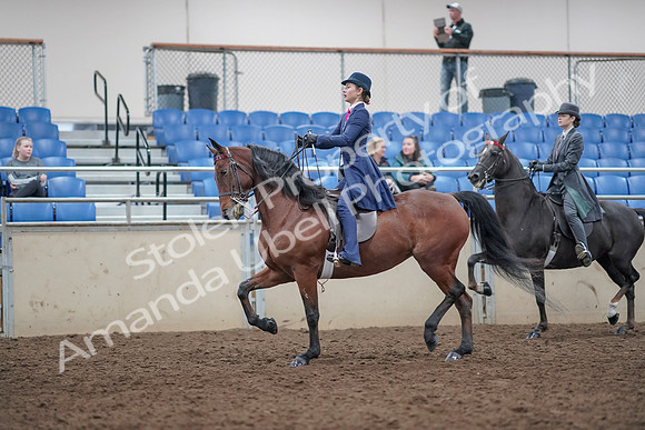 2019 Morgan Horse Show - Aug 31, 2019 - 09370