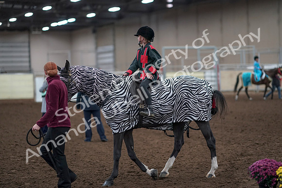 2019 Morgan Horse Show - Aug 31, 2019 - 10048