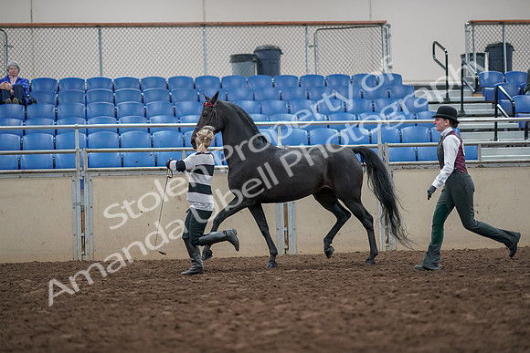 2019 Morgan Horse Show - Aug 31, 2019 - 03613
