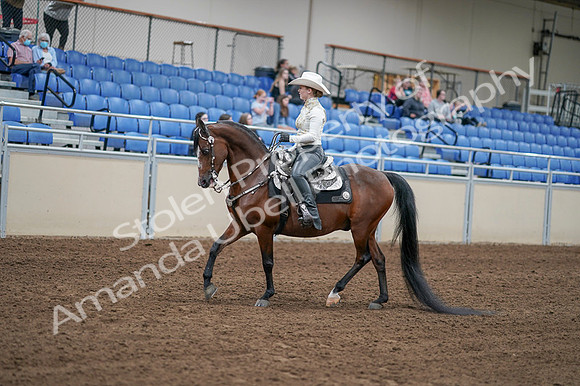 2020 - AB Morgan Horse - Fri, Sept 04 - 08265