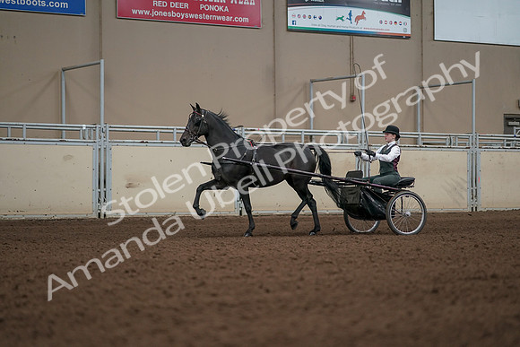 2019 Morgan Horse Show - Aug 31, 2019 - 04683