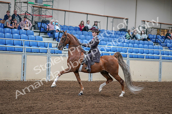 2020 - AB Morgan Horse - Fri, Sept 04 - 11186