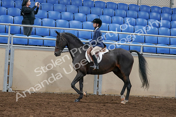 2020 - AB Morgan Horse - Sun, Sept 06 - 07676