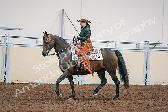 2020 - AB Morgan Horse - Sun, Sept 06 - 01558