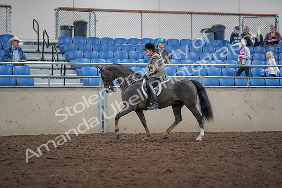 2019 Morgan Horse Show - Aug 31, 2019 - 14923