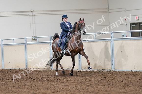 2020 - AB Morgan Horse - Fri, Sept 04 - 08054