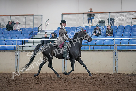 2019 Morgan Horse Show - Aug 31, 2019 - 09653