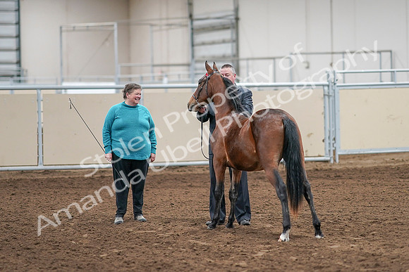 2020 - AB Morgan Horse - Sat, Sept 05 - 00113