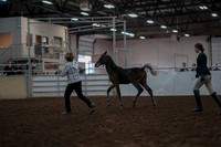 2019 Morgan Horse Show - Aug 31, 2019 - 03563