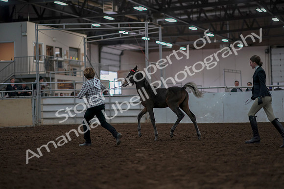 2019 Morgan Horse Show - Aug 31, 2019 - 03563