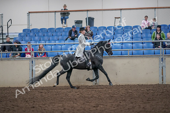 2019 Morgan Horse Show - Aug 31, 2019 - 09632