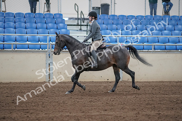 2019 Morgan Horse Show - Sept 01, 2019 - 10941