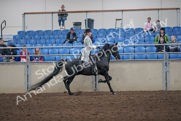 2019 Morgan Horse Show - Aug 31, 2019 - 09633