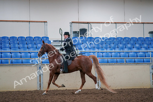 2019 Morgan Horse Show - Aug 30, 2019 - 21403