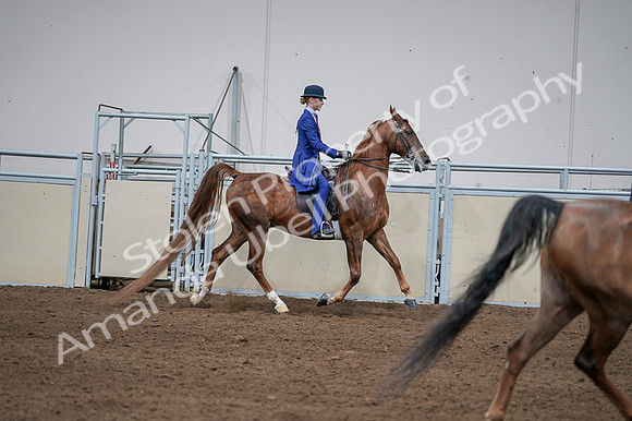 2020 - AB Morgan Horse - Fri, Sept 04 - 05146