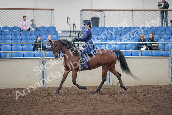 2019 Morgan Horse Show - Aug 31, 2019 - 09302