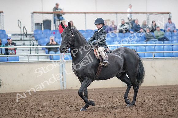 2019 Morgan Horse Show - Aug 31, 2019 - 19408