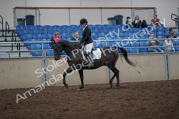 2019 Morgan Horse Show - Aug 31, 2019 - 16588