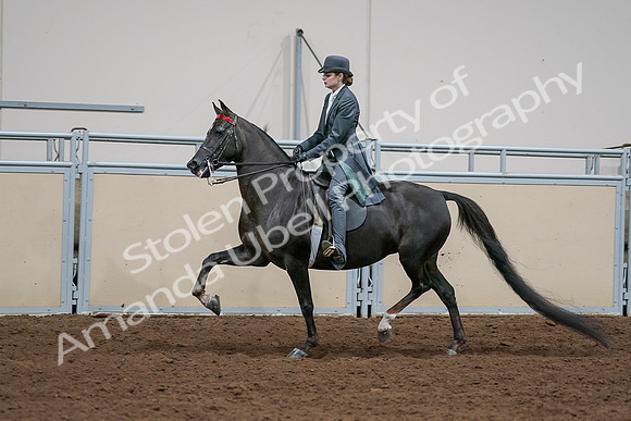 2020 - AB Morgan Horse - Sat, Sept 05 - 13653