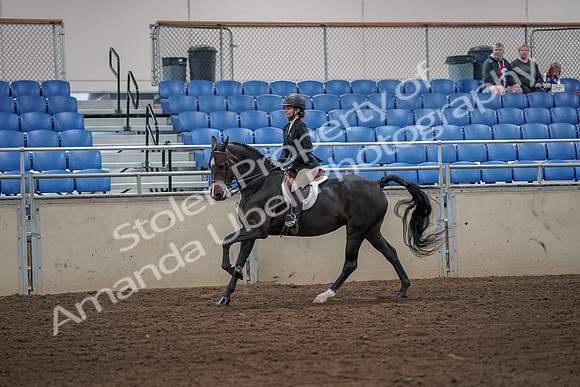 2019 Morgan Horse Show - Aug 31, 2019 - 05026