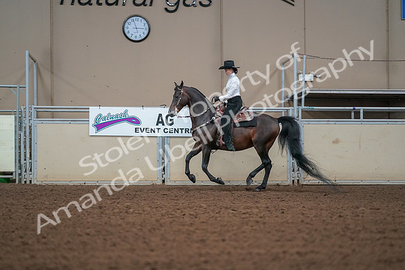 2019 Morgan Horse Show - Aug 30, 2019 - 16837