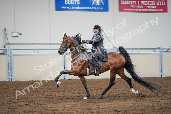 2020 - AB Morgan Horse - Sat, Sept 05 - 13188