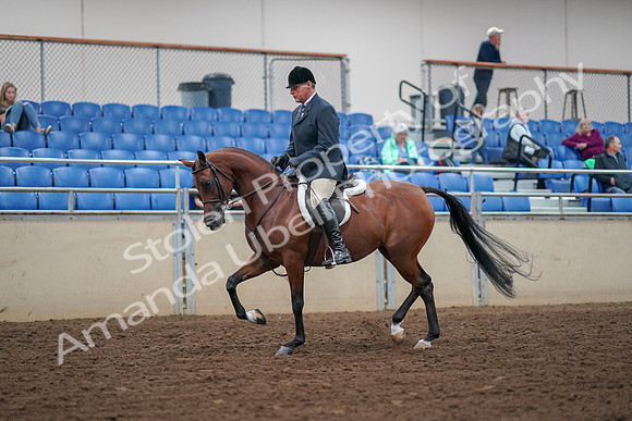 2019 Morgan Horse Show - Aug 30, 2019 - 16114