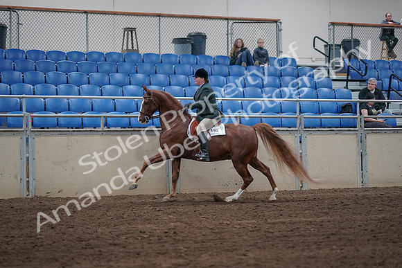 2019 Morgan Horse Show - Sept 01, 2019 - 12316