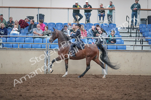 2019 Morgan Horse Show - Aug 31, 2019 - 20600