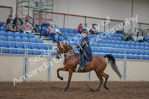2020 - AB Morgan Horse - Fri, Sept 04 - 11223
