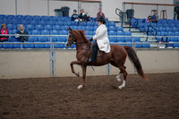 2019 Morgan Horse Show - Aug 31, 2019 - 17857