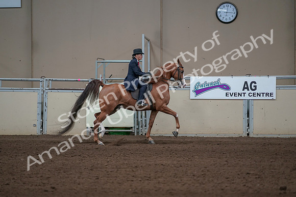 2019 Morgan Horse Show - Sept 01, 2019 - 12048